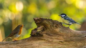 How to photograph garden birds - Photo © Alius Imago