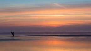 CJPOTY 2023/24 round 12: Summer - sunset on a beach with surfer